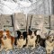 Pienso natural Greenheart Premiums